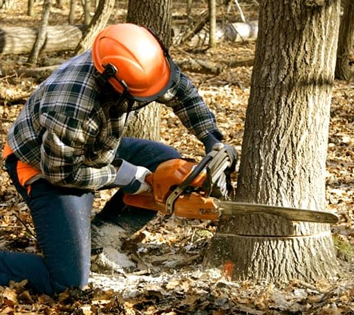 Tree Removal in Woodhull, IL